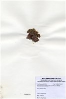 藏品(唇孢藻)的圖片